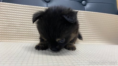 成約済の兵庫県のポメチワ:ポメラニアン×チワワ-329749の7枚目